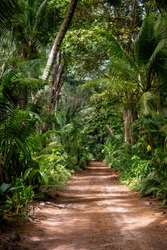 Ground rural road in the middle of tropical jungle, vertical composition	