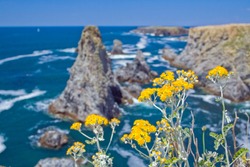 The image of yellow flowers in the famous places on the island Belle Ile en Mer - Aiguilles de Port-Coton with the waves pounding on the rocks, each of which has its name from its shape.