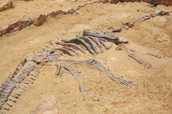 replica dinosaur fossil on the sand ground