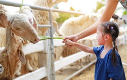 Cute little girl feeding sheeps by grass