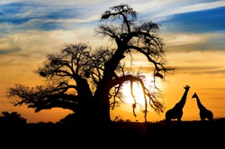 Spectacular sunset with baobab and giraffe on african savannah