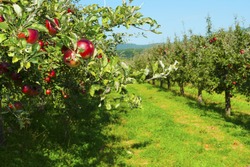 apple trees in a row, before harvest 