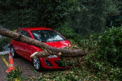 Car under fallen tree.