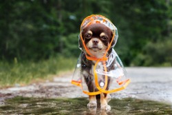 funny chihuahua dog posing in a raincoat outdoors by a puddle