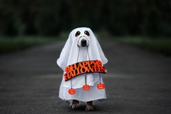 dog in a ghost costume holding a happy halloween sign