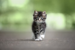adorable tabby kitten walking on the road