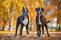 two german boxer dogs posing in the park