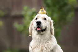 happy golden retriever dog with a duckling on her head