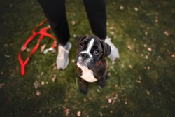german boxer puppy sitting by owner legs, top view portrait