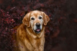 happy old golden retriever dog portrait outdoors in autumn