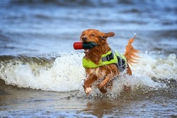 nova scotia duck tolling retriever dog in a life jacket playing in the sea