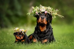 rottweiler dog and puppy posing in flower crowns for midsummer