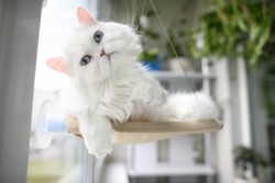 funny white cat with blue eyes lying on a window hanging bed