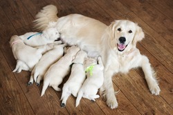 Happy dog feeding her puppies