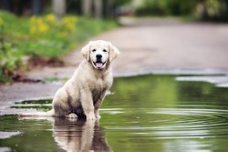 dirty golden retriever puppy sitting in a puddle