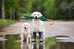 golden retriever dog and puppy in a puddle with umbrella