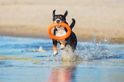 active dog playing with a toy on the beach