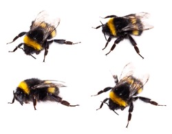 Isolated Bumblebee on white background (macro shot)
