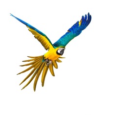 Colourful flying parrot isolated on white 