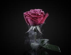 Close up of frozen dark red rose isolated on black.