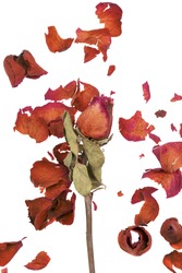 Dried red rose and leaf on white background
