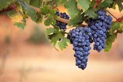 Two large bunches of red wine grapes hang from a vine, warm background color.