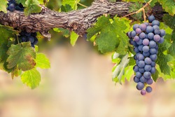 Single bunch of Shiraz grapes on vine
