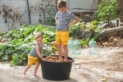 Two little boys crush grapes with their feet. Children in bright yellow shorts help their family with wine production. Production of sustainable wine