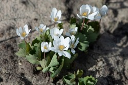 Bloodroot, Sanguinaria canadensis flowers, perennial, herbaceous flowering plant.