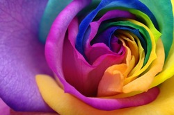 Macro of rainbow rose flower and multicolored petals