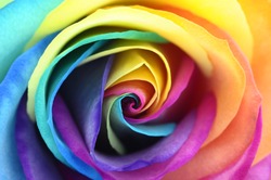 Macro of rainbow rose flower and colorfull petals for background