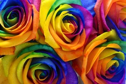 Multicolor roses flower bouquet : rainbow rose with colorful petals, macro for background