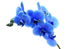 Blue orchid  flower isolated on white background