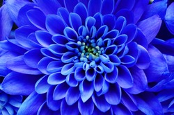 Blue flower background : close up of blue flower, aster with blue petals for background or texture