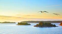 Scandinavian landscape with small islands in the archipelago of Stockholm at sundown and flying sea gulls. Sweden.