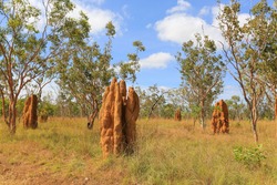 Termite mounds in Nitmiluk National Park