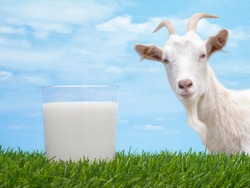 Milk in glass on grass with goat and sky in background
