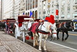 Horse and carriage at Central Park, New York City, USA