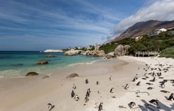 Penguins walk on the beach. Boulders Beach, Cape Town, South Afric