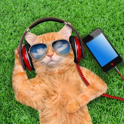 Cat headphones  wearing sunglasses relaxing in the grass.