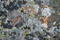 Grey stony surface is overgrown with motley moss. Restrained colors of arctic Norwegian nature.