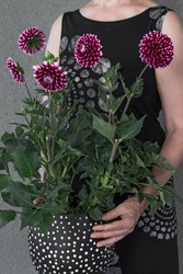 Woman holding a polka dot pot with purple dahlia flowers.