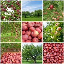 Apple orchards in summer and freshly picked red apples.