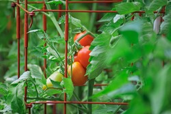 Roma tomatoes growing in tomato cages ripening on the vine in an organic home kitchen garden