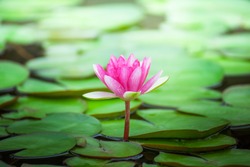 Pink water lily on lilypads in a pond