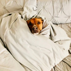 Pit Bull Shepherd Dog Wrapped in Blanket in Bed