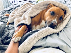 Pit Bull Shepherd Dog Wrapped in Blanket Cozy Nap in Bed Holding Owner's Hand