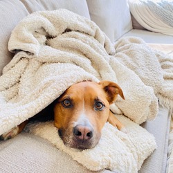 Puppy Dog Wrapped in Blanket Lying on Couch