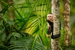 White-headed Capuchin, black monkey sitting on tree branch in the dark tropic forest. Wildlife Costa Rica. Monkey eating banana