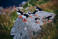 Large group of Atlantic puffin (Fratercula arctica) on the island of Runde in the Norway. Beautiful little bird with red bill of bird. Wild scene with arctic animals.